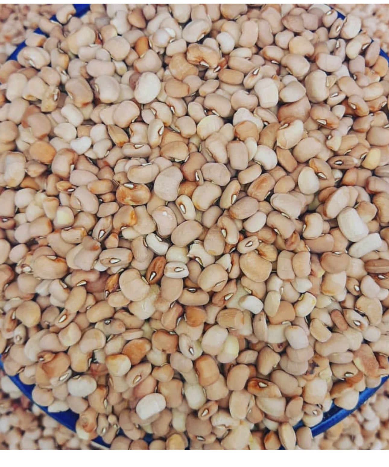 20kg Oloyin (honey) Bean